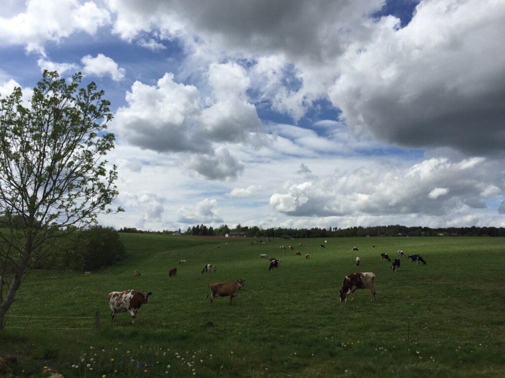 Die Milchkühe der Familie Deisting.