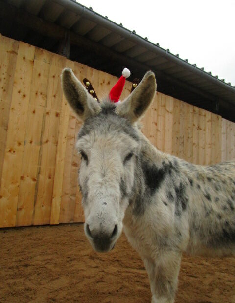 Frohe Weihnachten vom Hof Holzweg