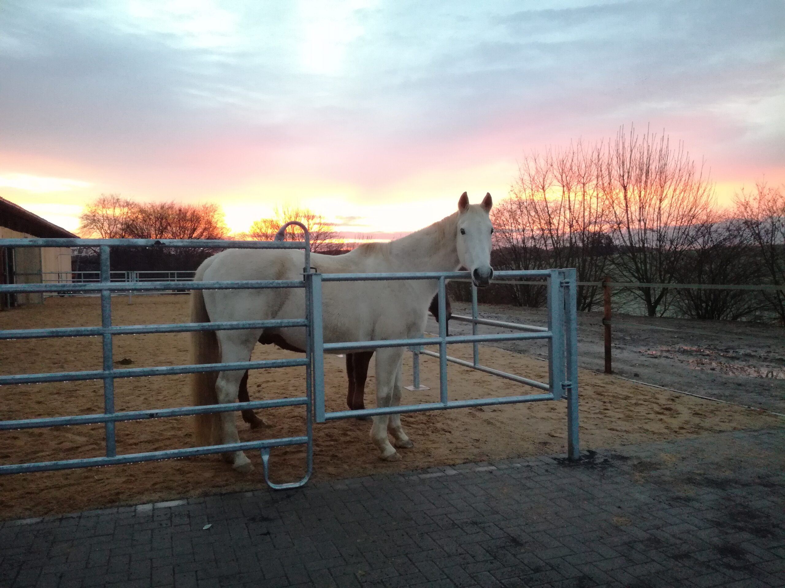 Das Paddock mit einigen der neuen Bewohner des Reitstalls.