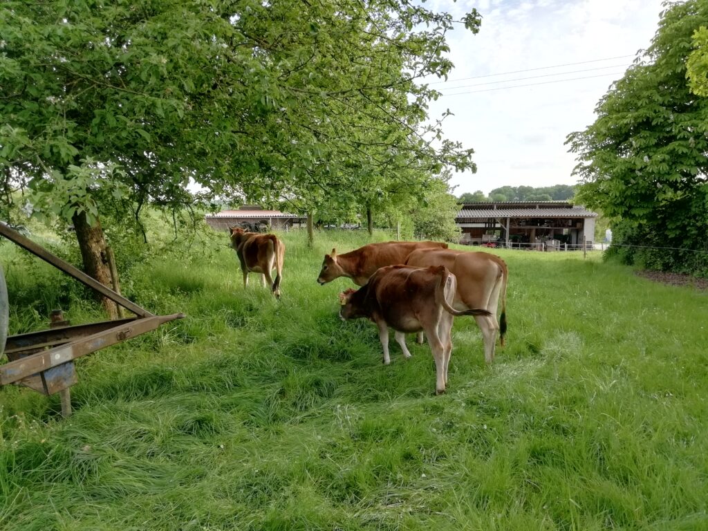 Jungvieh auf der Weide