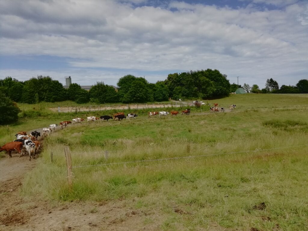 Kühe auf dem Weg von der Weide