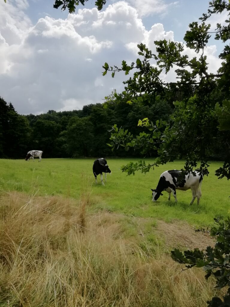 Kühe auf der Weide