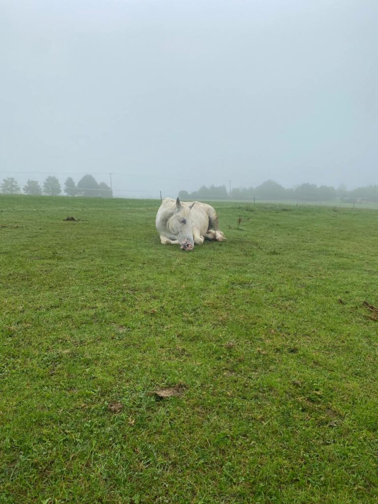 Prim auf der Wiese 2023