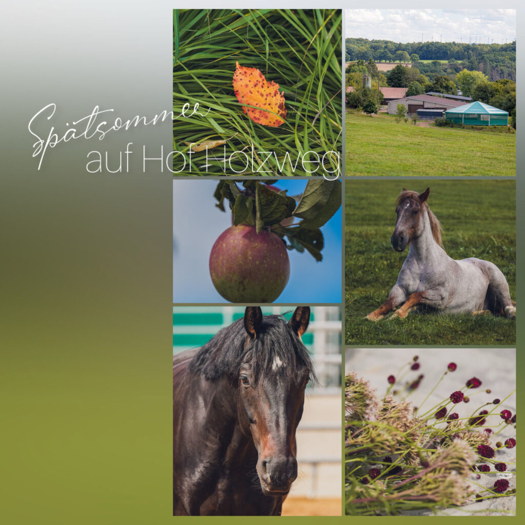 Collage Spätsommer auf dem Hof Holzweg