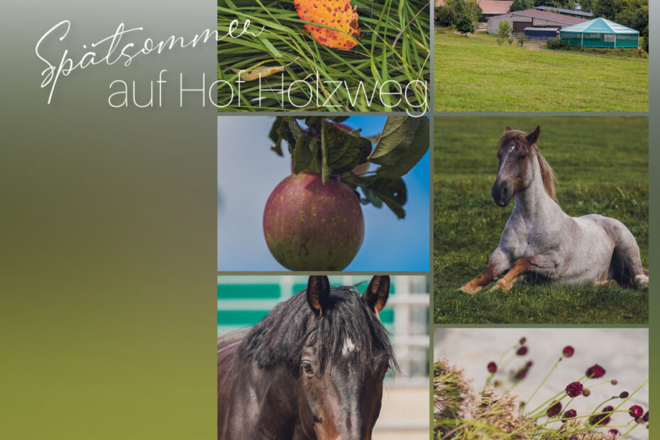 Collage Spätsommer auf dem Hof Holzweg